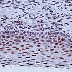 ERCC1 Antibody (8F1) - Azide and BSA Free, Novus Biologicals 0.1 mL; Unconjugated:Antibodies,